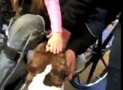 Meet Louie, winner of Dog Show Terrier Group