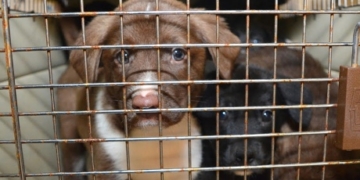 ‘Not a case of neglect’: 48 puppies, dogs rescued from northern Alberta community