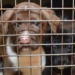 ‘Not a case of neglect’: 48 puppies, dogs rescued from northern Alberta community