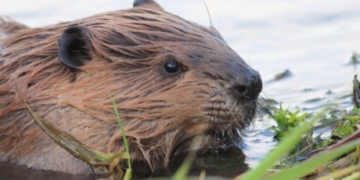 Beaver cull killed for now: Pender Island protest saves tail-slappers from Parks Canada plan