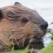 Beaver cull killed for now: Pender Island protest saves tail-slappers from Parks Canada plan