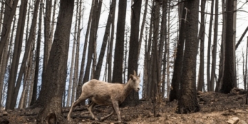Alberta wildlife return to ravaged Waterton park