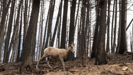 Alberta wildlife return to ravaged Waterton park