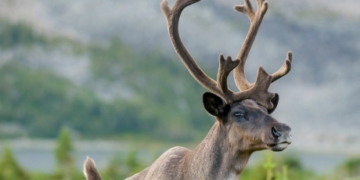 ‘Very dire situation’: Disappearance of Alberta’s caribou threatens centuries-old way of life