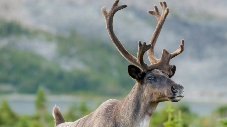 ‘Very dire situation’: Disappearance of Alberta’s caribou threatens centuries-old way of life