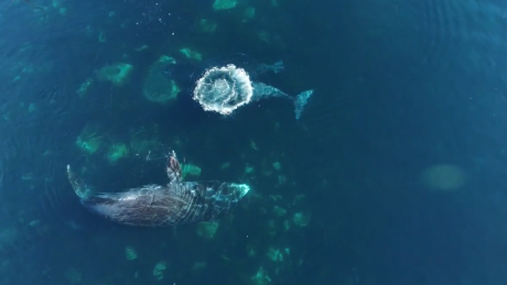 Cumberland Sound, a spa retreat for bowhead whales in need of deep exfoliation