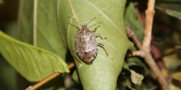 More than 1,000 invasive stink bugs found in B.C.’s Okanagan Valley