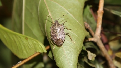 More than 1,000 invasive stink bugs found in B.C.’s Okanagan Valley