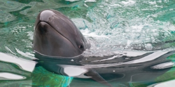 Chester the false killer whale has died, Vancouver Aquarium says