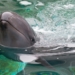 Chester the false killer whale has died, Vancouver Aquarium says