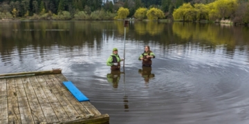 Ecologists at Stanley Park call on public to build nest boxes, help save tree swallows