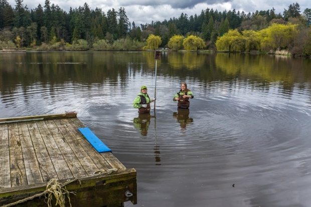 Ecologists at Stanley Park call on public to build nest boxes, help save tree swallows