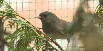 Bird migration patterns changing because of B.C. wildfires, rescue group suggests