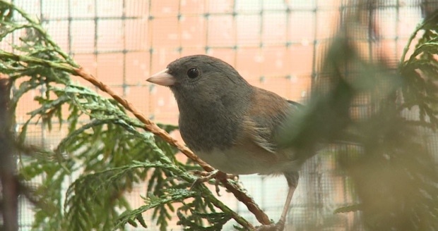 Bird migration patterns changing because of B.C. wildfires, rescue group suggests