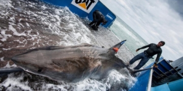Nova Scotia waters may be great white shark mating hotspot
