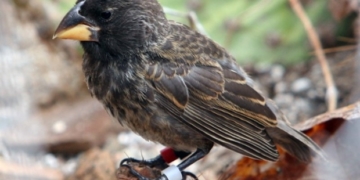Birds can evolve so fast that scientists can watch it happen