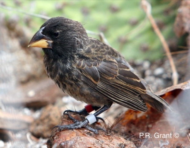 Birds can evolve so fast that scientists can watch it happen