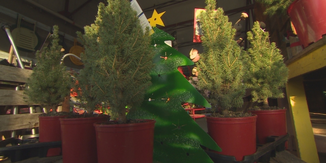 Loon Lake, B.C., resort asks people to replant region with live Christmas trees