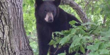 Miniature horse attacked and killed by bear