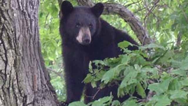 Miniature horse attacked and killed by bear
