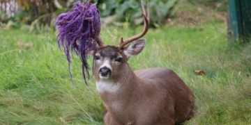 Hammy, B.C.’s most famous deer, no longer has his hammock â€” but his antler is still purple