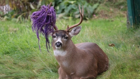Hammy, B.C.’s most famous deer, no longer has his hammock â€” but his antler is still purple