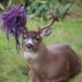Hammy, B.C.’s most famous deer, no longer has his hammock â€” but his antler is still purple