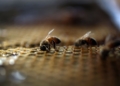'A bad feeling in the pit of my stomach': Bees vanish from Brock research project