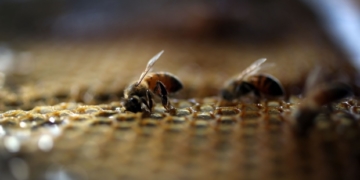 'A bad feeling in the pit of my stomach': Bees vanish from Brock research project