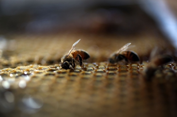 'A bad feeling in the pit of my stomach': Bees vanish from Brock research project