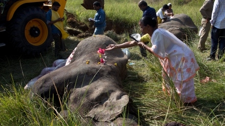 India passenger train hits and kills 2 Asian elephants