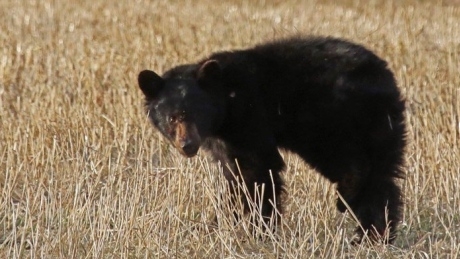 Volunteers build den for injured young bear west of Calgary