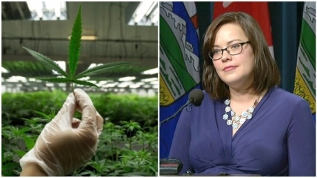 Pot to be sold in Alberta private stores, on government website
