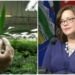 Pot to be sold in Alberta private stores, on government website
