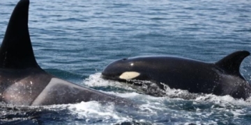 Endangered orcas competing for salmon with other marine animals, study says