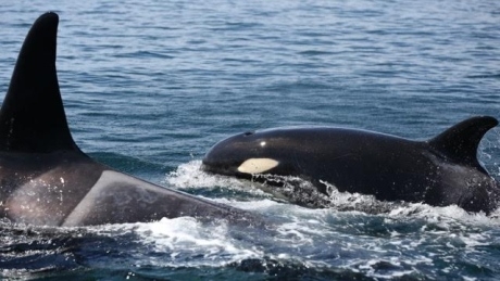Endangered orcas competing for salmon with other marine animals, study says