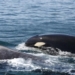 Endangered orcas competing for salmon with other marine animals, study says