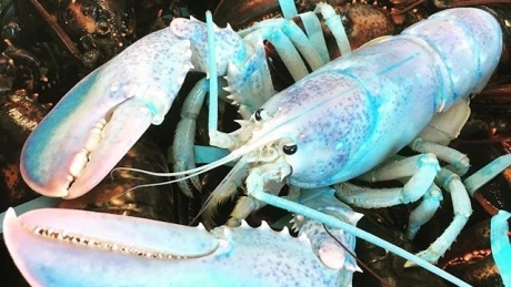 Lucky the translucent lobster may be 1 in 100 million