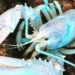 Lucky the translucent lobster may be 1 in 100 million