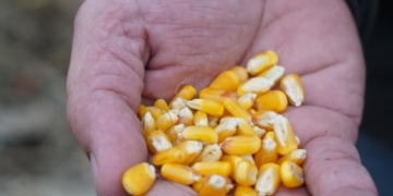 ‘We’re a long way from Washington’: A Missouri corn farmer frets about NAFTA talks