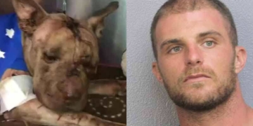 Dog found beaten, dead in suitcase