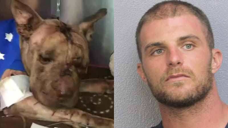 Dog found beaten, dead in suitcase