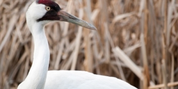 Whooping cranes flown from Calgary to Louisiana as part of breeding program