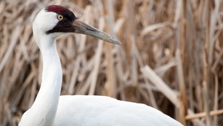 Whooping cranes flown from Calgary to Louisiana as part of breeding program