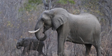 Trump delays policy allowing importation of elephant parts