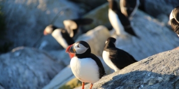 The secret travelling life of the Atlantic puffin