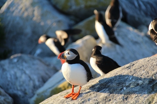 The secret travelling life of the Atlantic puffin