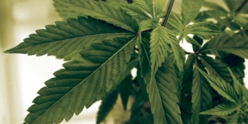 Marijuana use down among minors, up among older Canadians, StatsCan study finds