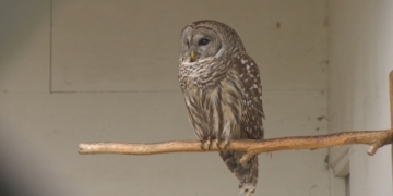 Bird rescue centre raises concerns about rat poison