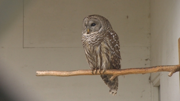 Bird rescue centre raises concerns about rat poison